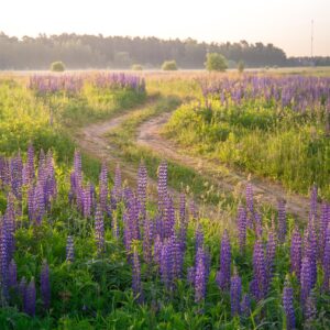Vieraslajien torjunta – käsityönä pienellä alueella
