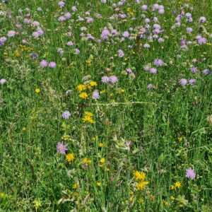 Kartoitus- ja suunnittelupalvelut