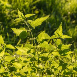 Niityn ensiapu – rehevöityneen tai umpeenkasvaneen niityn kunnostus