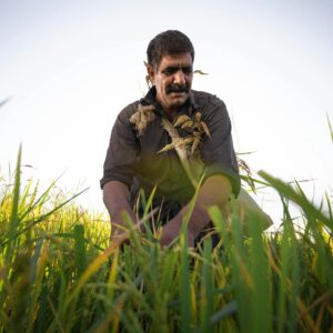 A farmer kneels in a wheat field, examining the crop under clear daylight.