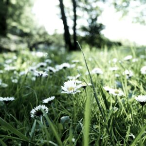 A tranquil outdoor scene of daisies blooming in a lush green field during springtime.