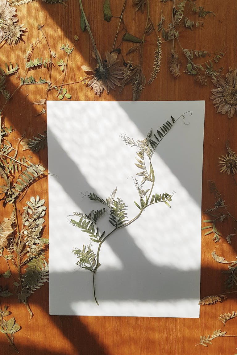 Hiirenvirna kuivattuna kasvion sivulla – kasvion tekeminen tallentaa luonnon yksityiskohdat kauniisti.