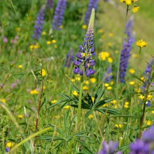 Vieraskasvikartoitus – ohjeet torjuntaan pienellä alueella