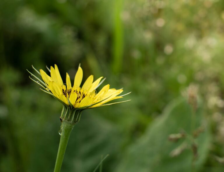 close up of bright yellow wildflower in bloom
