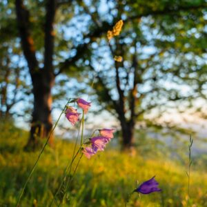 Kasvion äärellä – ohjaus, valmiit kasviot ja luontoretket