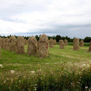 Meimäen pikkutilan seipäällä kuivattu heinä