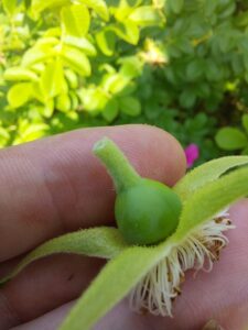 Kurtturuusun kukan kukkaperä